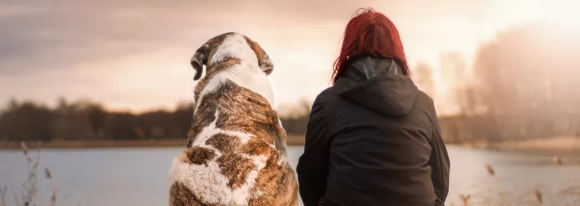 ¿Custodia compartida de las mascotas? ¿Se puede?